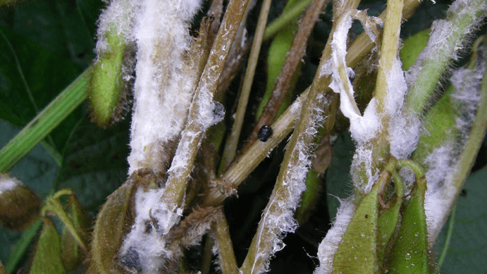 Bea moho blanco (2)c